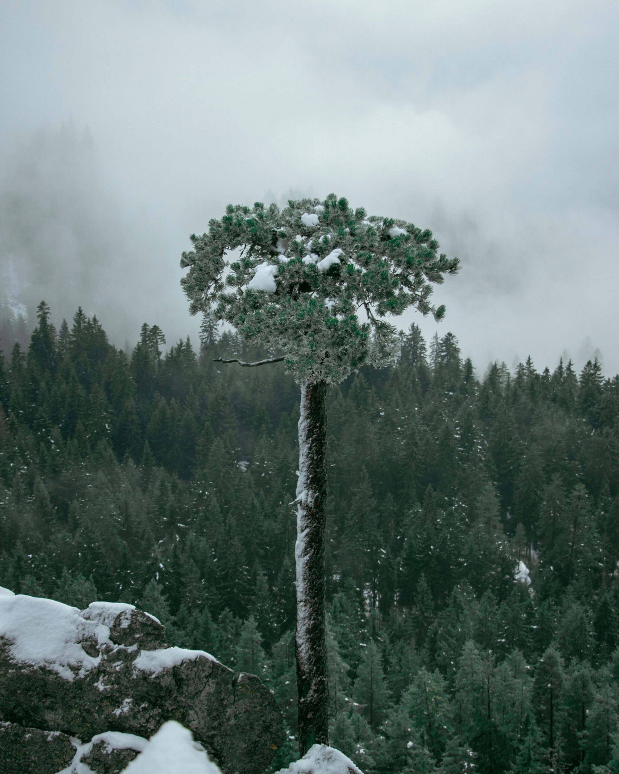 A solitary pine tree stands amidst a snow-covered forest with misty clouds creating a dramatic winter scene.